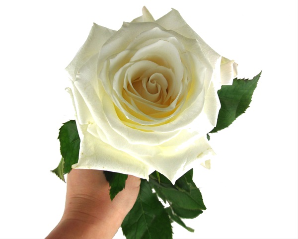 Rose Snowbliss - Standard Rose - Roses - Flowers by category | Sierra Flower Finder